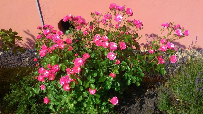 Rosen - unglaubliche Blütenfarben mit Terra Preta
