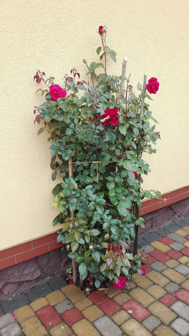 Rosen sind mit Terra Preta sehr gut gewachsen