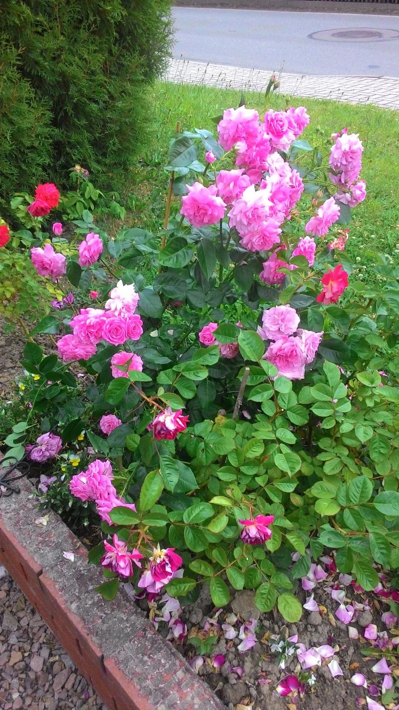 Rosen wachsen sehr schnell mit Terra Preta