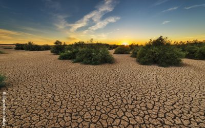 Warum unsere Landwirtschaft reformiert werden muss