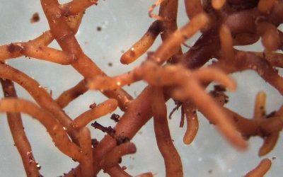 Die Symbiose von Wurzel, Mykorrhiza und Bodenleben