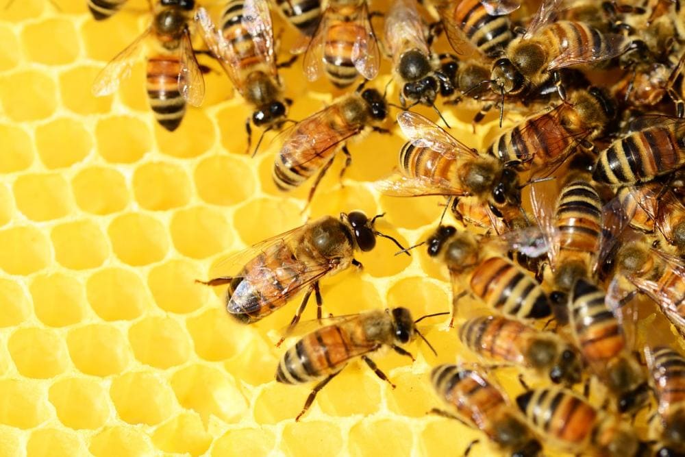 Glyphosat stört die Darmflora von Honigbienen