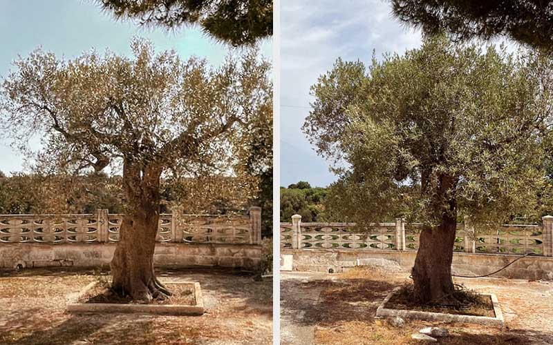Olivenbäume in Apulien