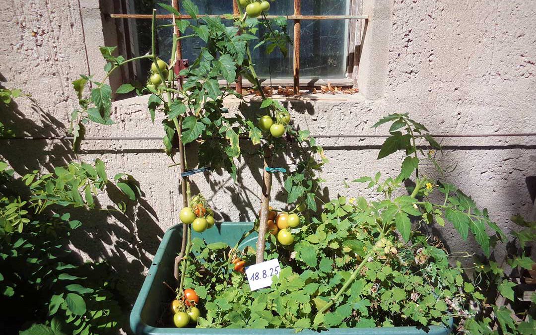 Tomatenerde selbst herstellen